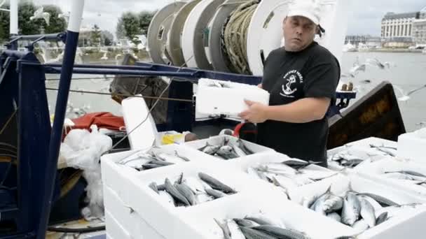 Ikan mendarat di quayside di Trouville Sur Mer — Stok Video