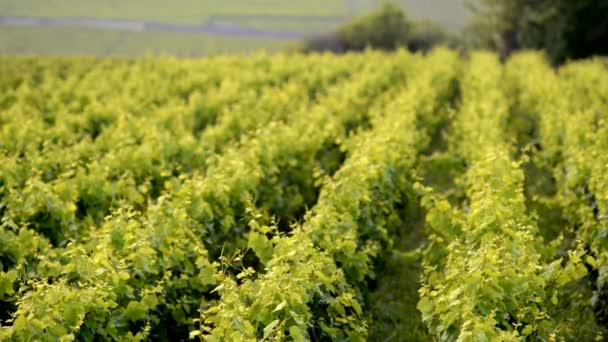 Weinberge an der Cote de Beaune — Stockvideo