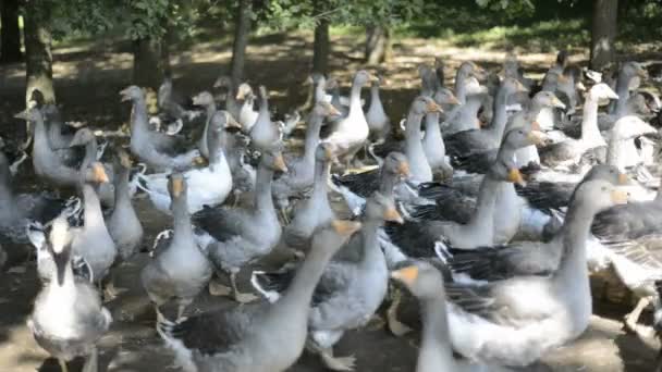 Perigord-Gänse, die für die Produktion von Foie gras gezüchtet werden — Stockvideo