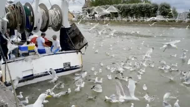 Peixe desembarcado no cais em Trouville Sur Mer — Vídeo de Stock