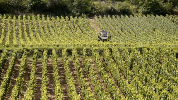 Vingårdar i Côte de Beaune — Stockvideo