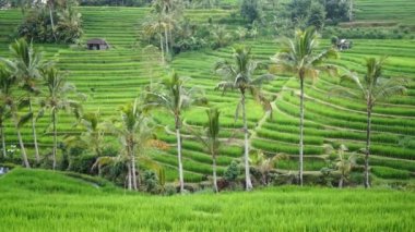 Pirinç terasları, Bali Adası