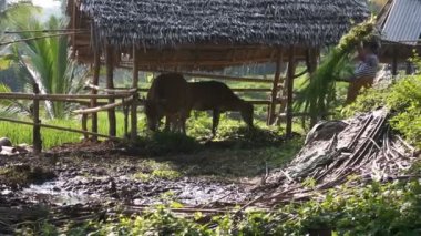 Çalışan kadın inek beslenir