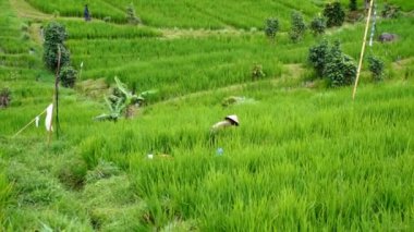 Pirinç terasları, Bali Adası