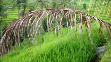 Pirinç terasları, Bali Adası