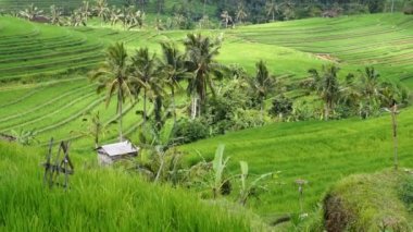 Pirinç terasları, Bali Adası