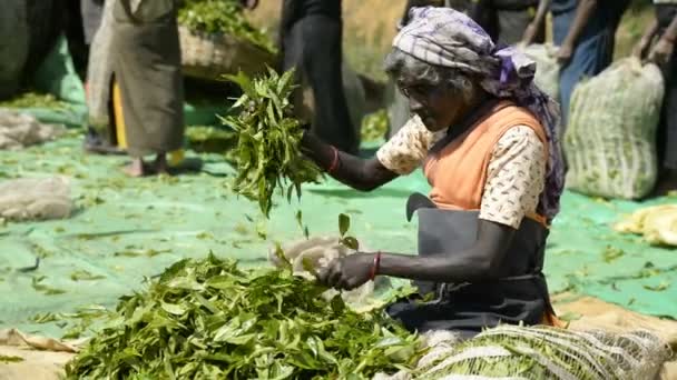 Γυναίκες που εργάζονται σε φυτεία τσαγιού — Αρχείο Βίντεο