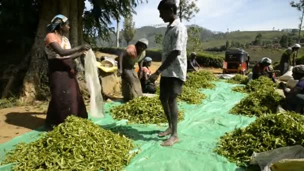 Ženy pracující na čajové plantáži — Stock video