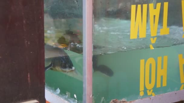 Mağaza büyük balık — Stok video