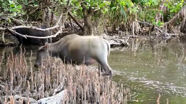 Búfalos de agua en Indonesia — Vídeos de Stock