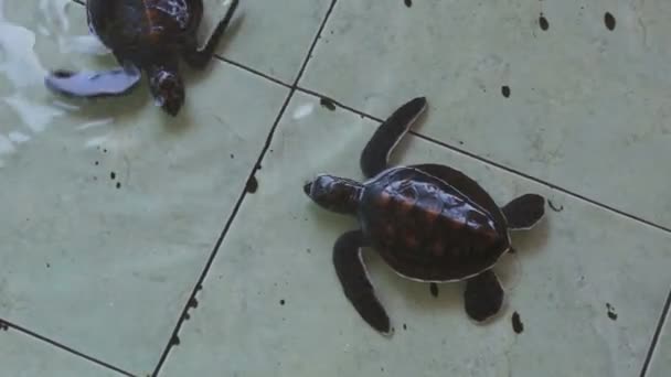 Turtle hatchlings in conservation tank — Stock Video