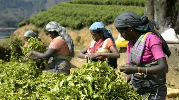 Frauen arbeiten auf einer Teeplantage — Stockvideo