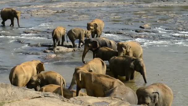 Азиатские слоны в реке — стоковое видео