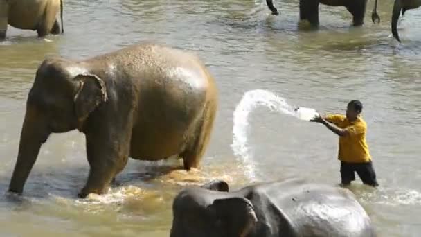 Слони від Pinnawela Elephant дитячий будинок — стокове відео