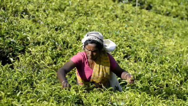 La mujer recoge hojas de té — Vídeo de stock