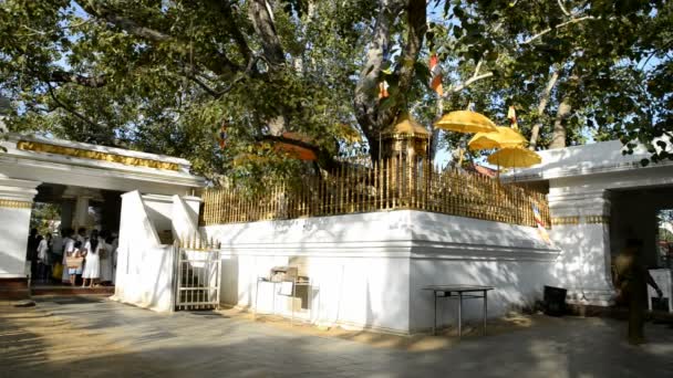 朝圣者在斯里兰卡摩诃菩提 — 图库视频影像