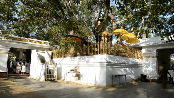 Pilgrimer vid Sri Maha Bodhi — Stockvideo