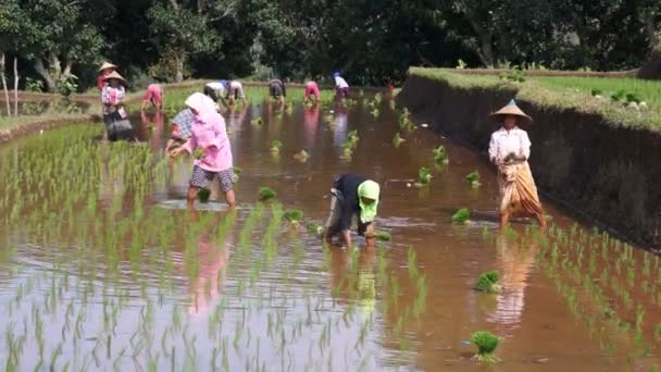 Mujer planta arroz — Vídeos de Stock