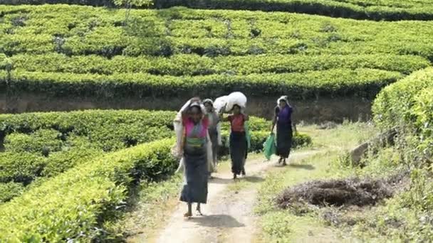 Vrouwen die op een theeplantage werken — Stockvideo
