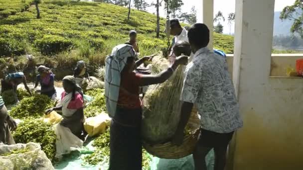 Kobiety pracujące na plantacji herbaty — Wideo stockowe