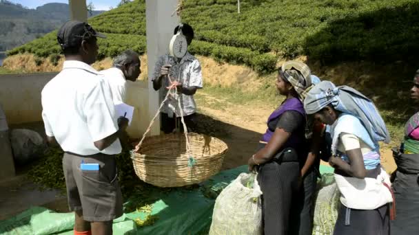 Mulheres trabalhando em uma plantação de chá — Vídeo de Stock