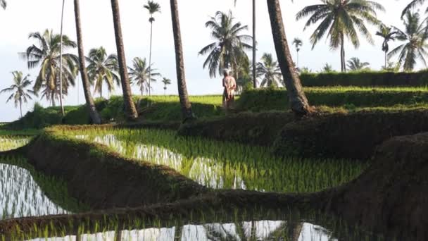 Campos de arroz en terrazas — Vídeos de Stock