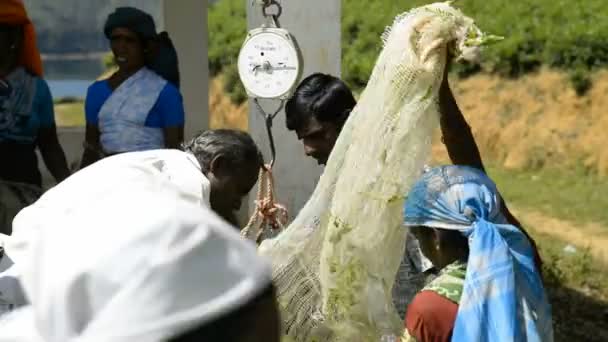 Women working at a tea plantation — Stock Video