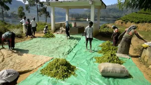 Mujeres que trabajan en una plantación de té — Vídeos de Stock