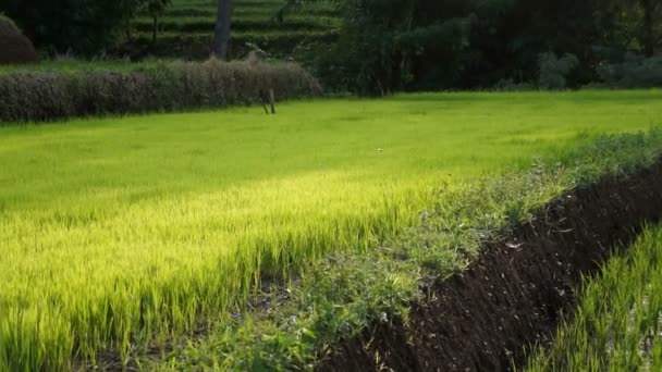 Campos de arroz em terraços em torno de Senaru — Vídeo de Stock