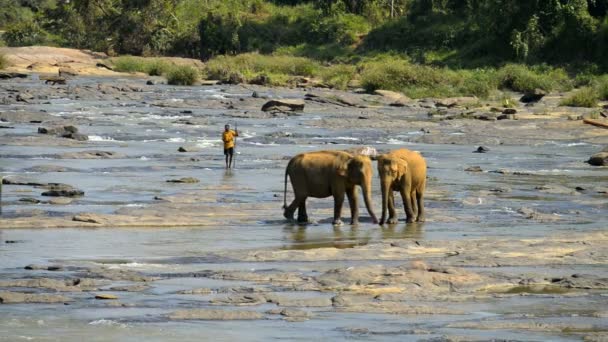 Elefanter från Pinnawela Elephant barnhemmet — Stockvideo