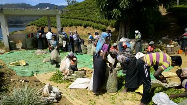 Mulheres trabalhando em uma plantação de chá — Vídeo de Stock