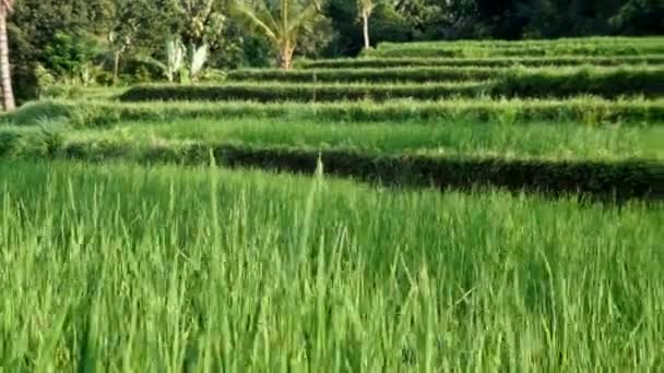 Terraced rice fields around Senaru — Stock Video