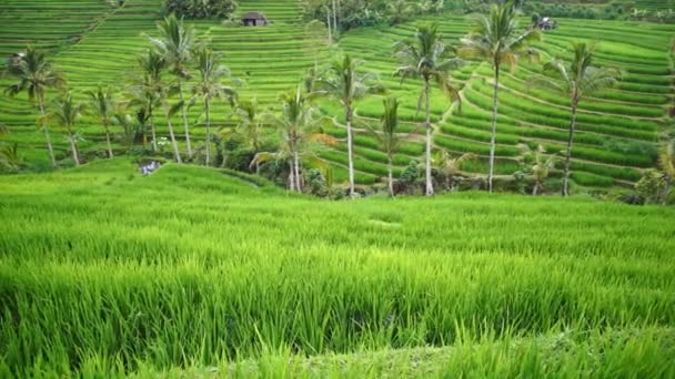 Terrazas de arroz de la isla de Bali — Vídeos de Stock