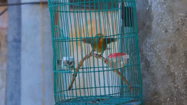 Cage à oiseaux avec l'oiseau à la maison — Video