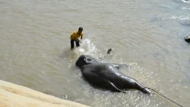 Elefante del Orfanato de Elefante Pinnawela — Vídeo de stock