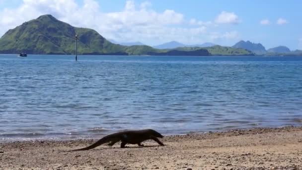Dragón de Komodo en la playa — Vídeo de stock