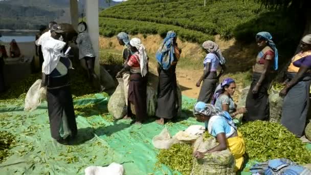 Женщины, работающие на чайной плантации — стоковое видео