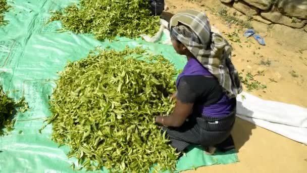 Женщина работает на чайной плантации — стоковое видео