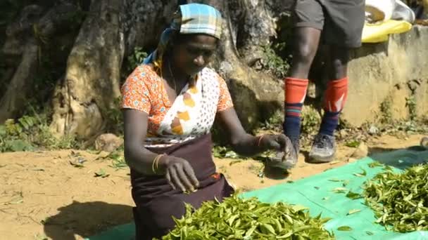 Mujeres que trabajan en una plantación de té — Vídeos de Stock