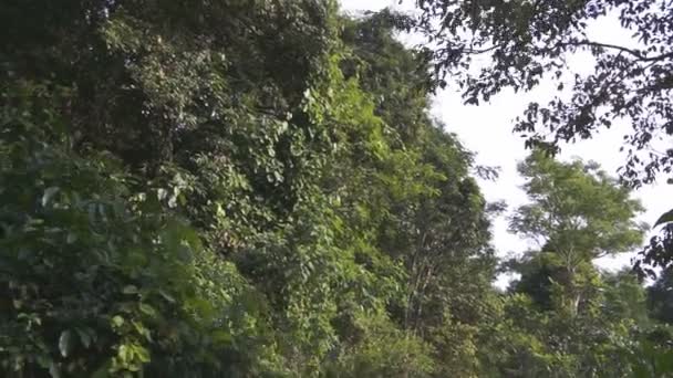 Cachoeira Sindang Gila em Senaru — Vídeo de Stock