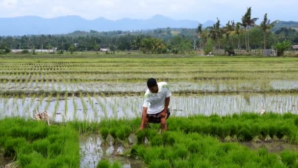 Cultivos de tallo de plantación de arroz agricultor — Vídeos de Stock