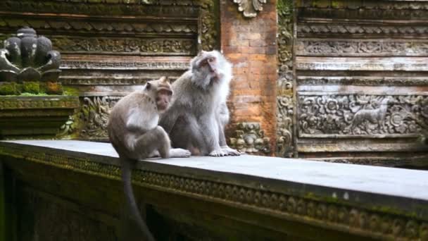 Affen sitzen im Tempel — Stockvideo