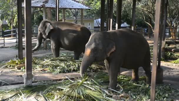 Les éléphants d'Asie mangent des feuilles 