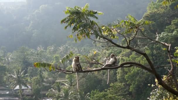 Monos en el árbol En la selva tropical Sentados — Vídeos de Stock