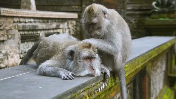 Singes assis dans le temple — Video