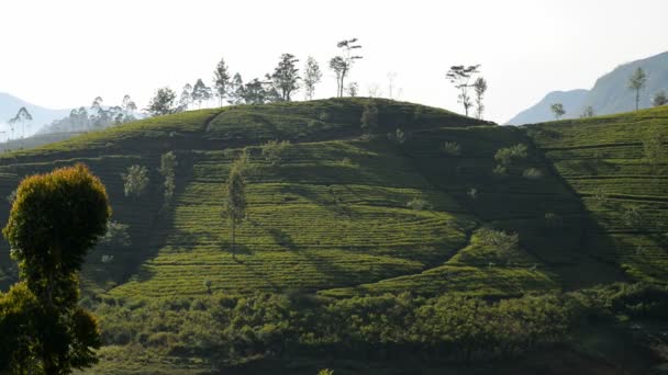 Plantacja herbaty wokół Adams Peak — Wideo stockowe