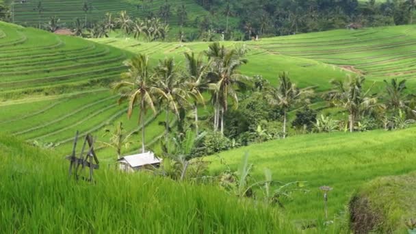 Terrazas de arroz de la isla de Bali — Vídeos de Stock