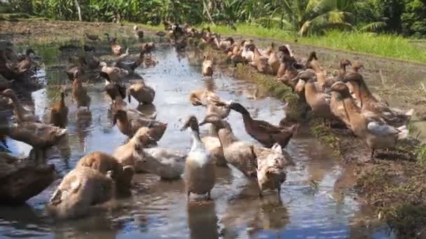 Enten im Reisfeld — Stockvideo