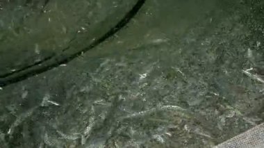 Sri Lankalı balıkçılar balık ile çalışma