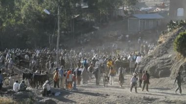 Lalibela sığır ile pazar